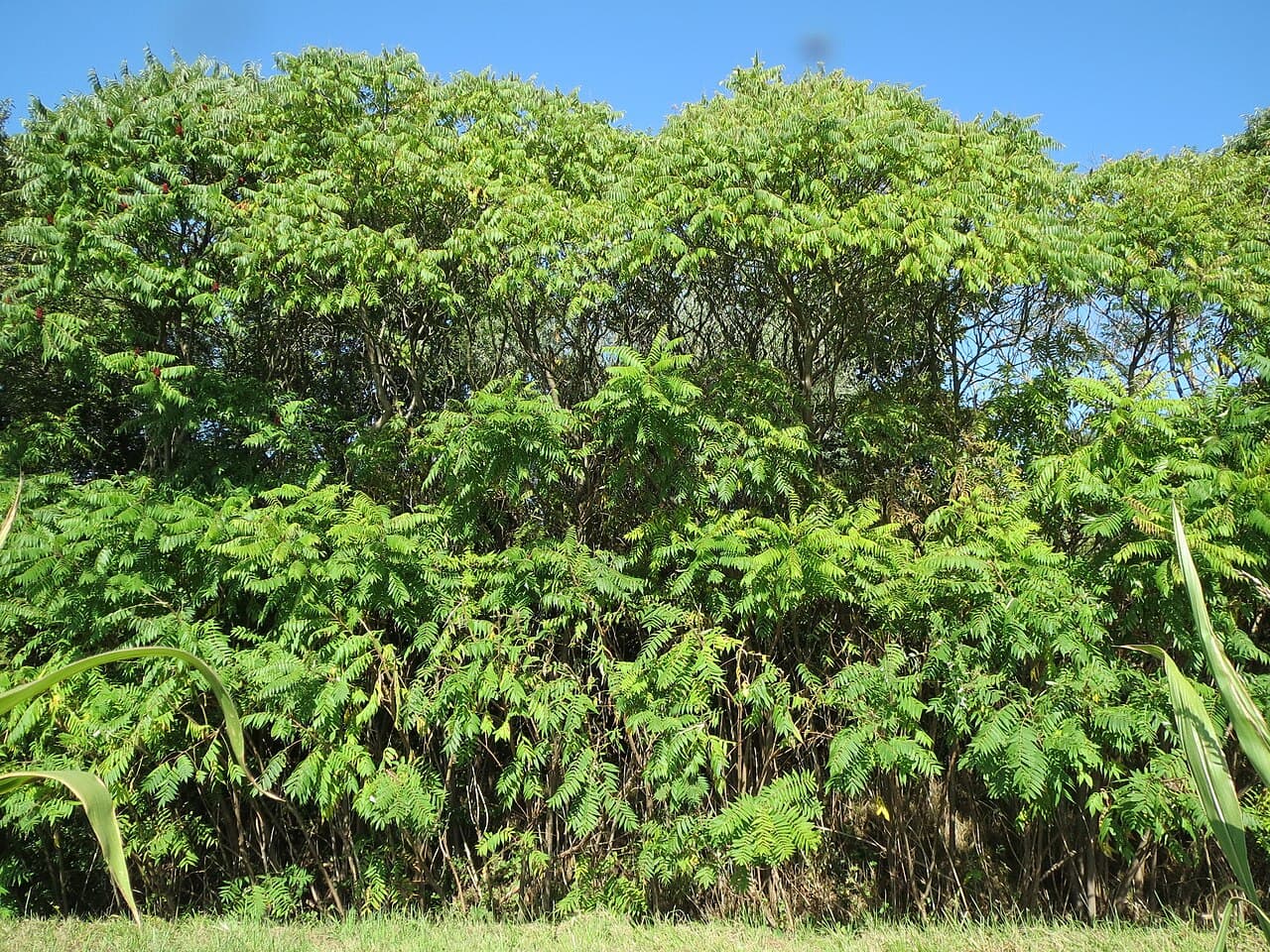 Dense stand of staghorn sumac with ferny compound leaves against a blue sky