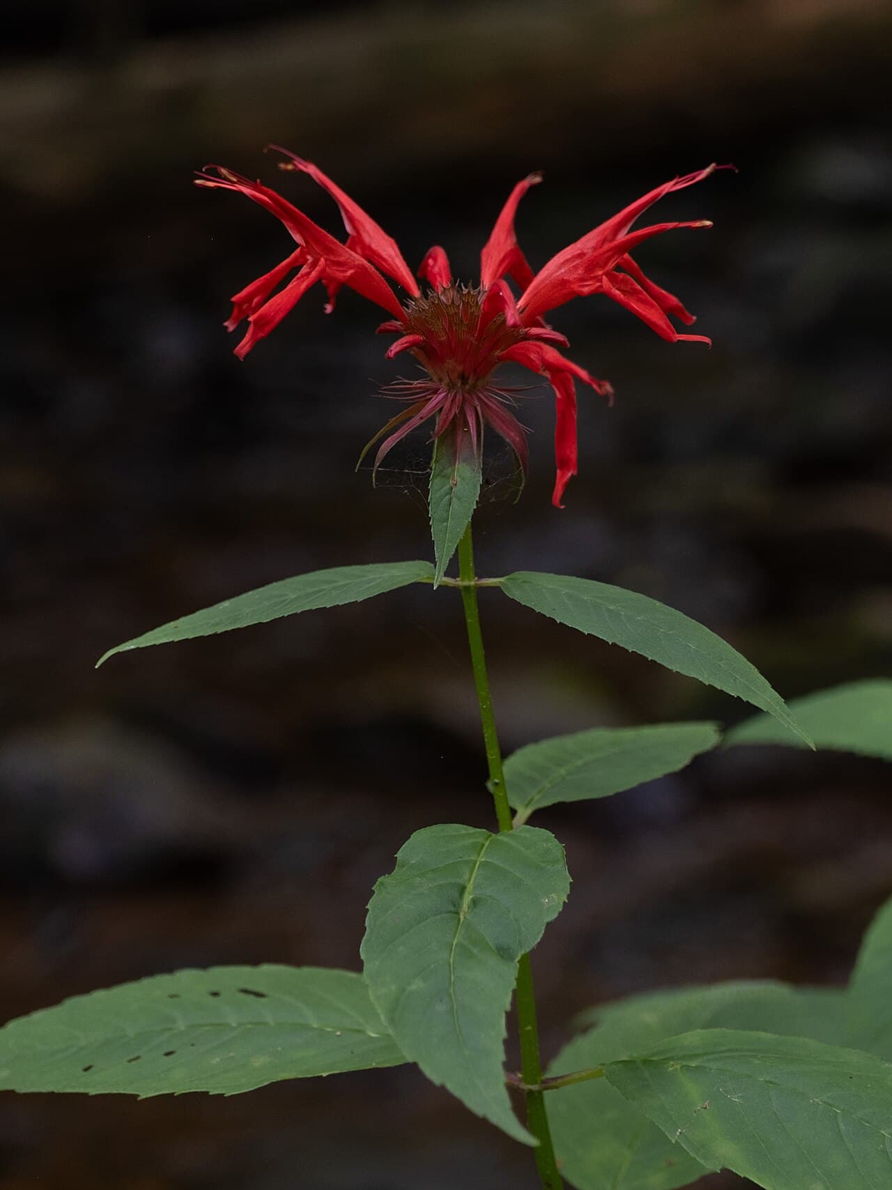 Scarlet shaggy flower head of bee balm with upper leaves