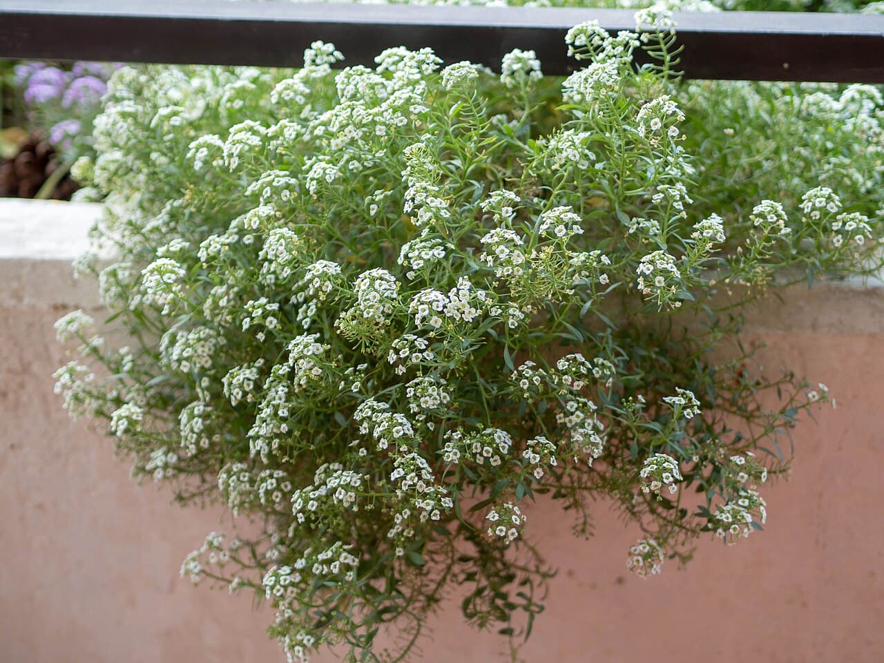 White sweet alyssum flowers