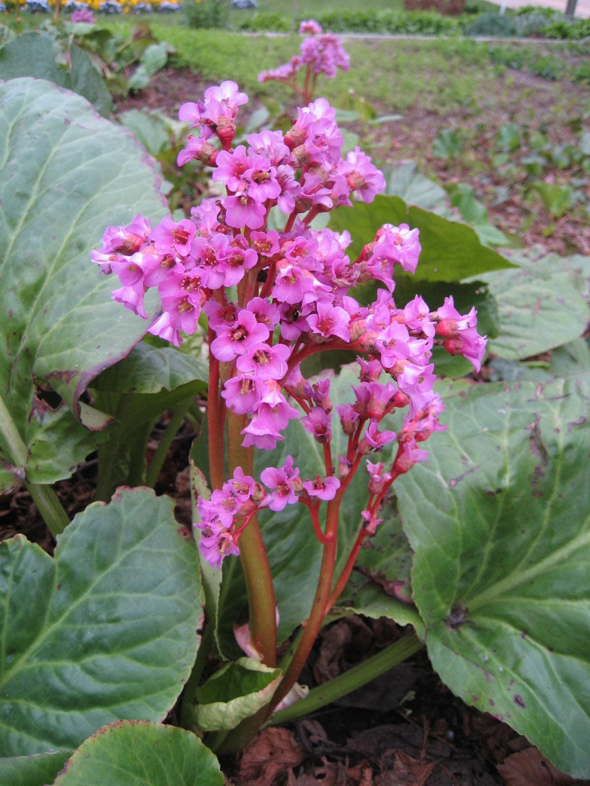 Pink bergenia flowers over leathery leaves