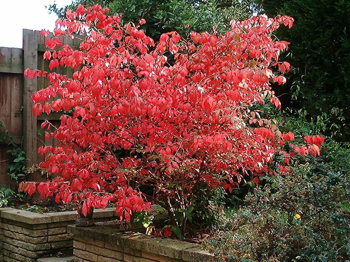 Corky winged stems of burning bush