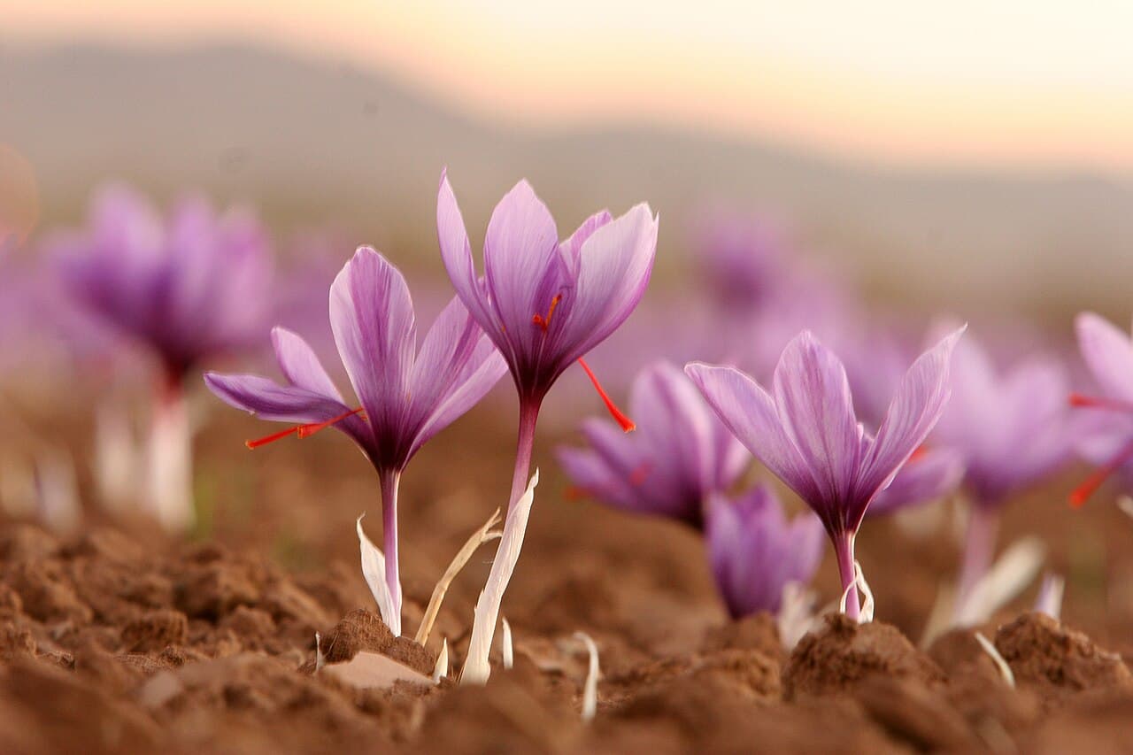 Purple crocus flowers