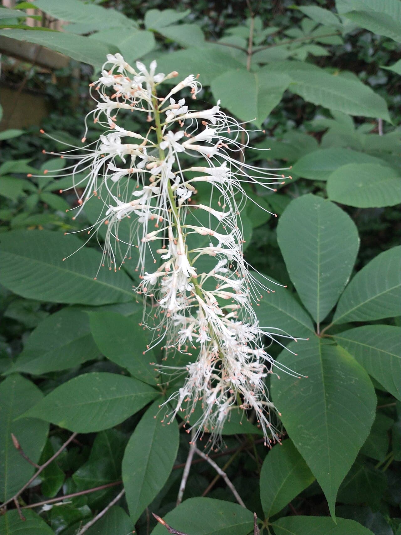 White upright flower spikes of bottlebrush buckeye