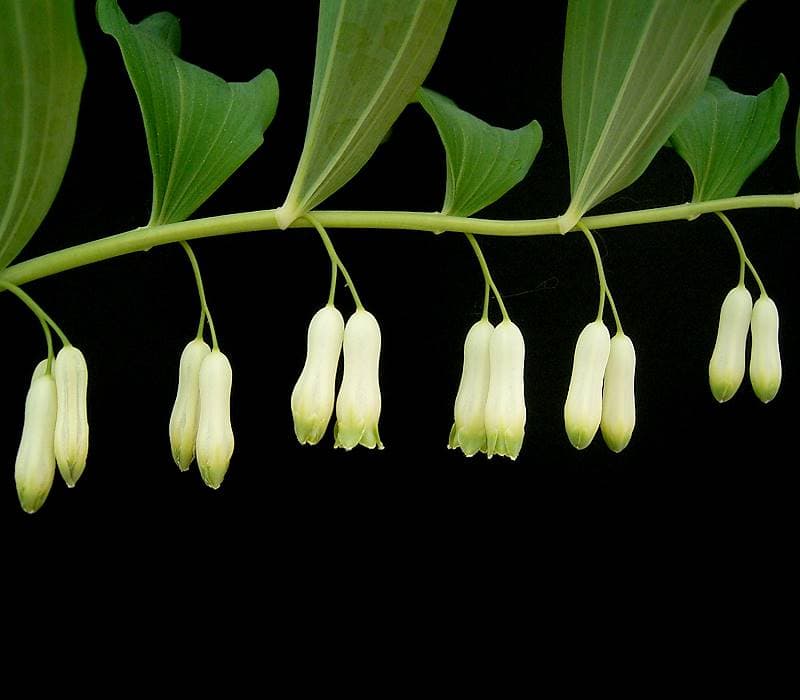 Arching stems with hanging white bells
