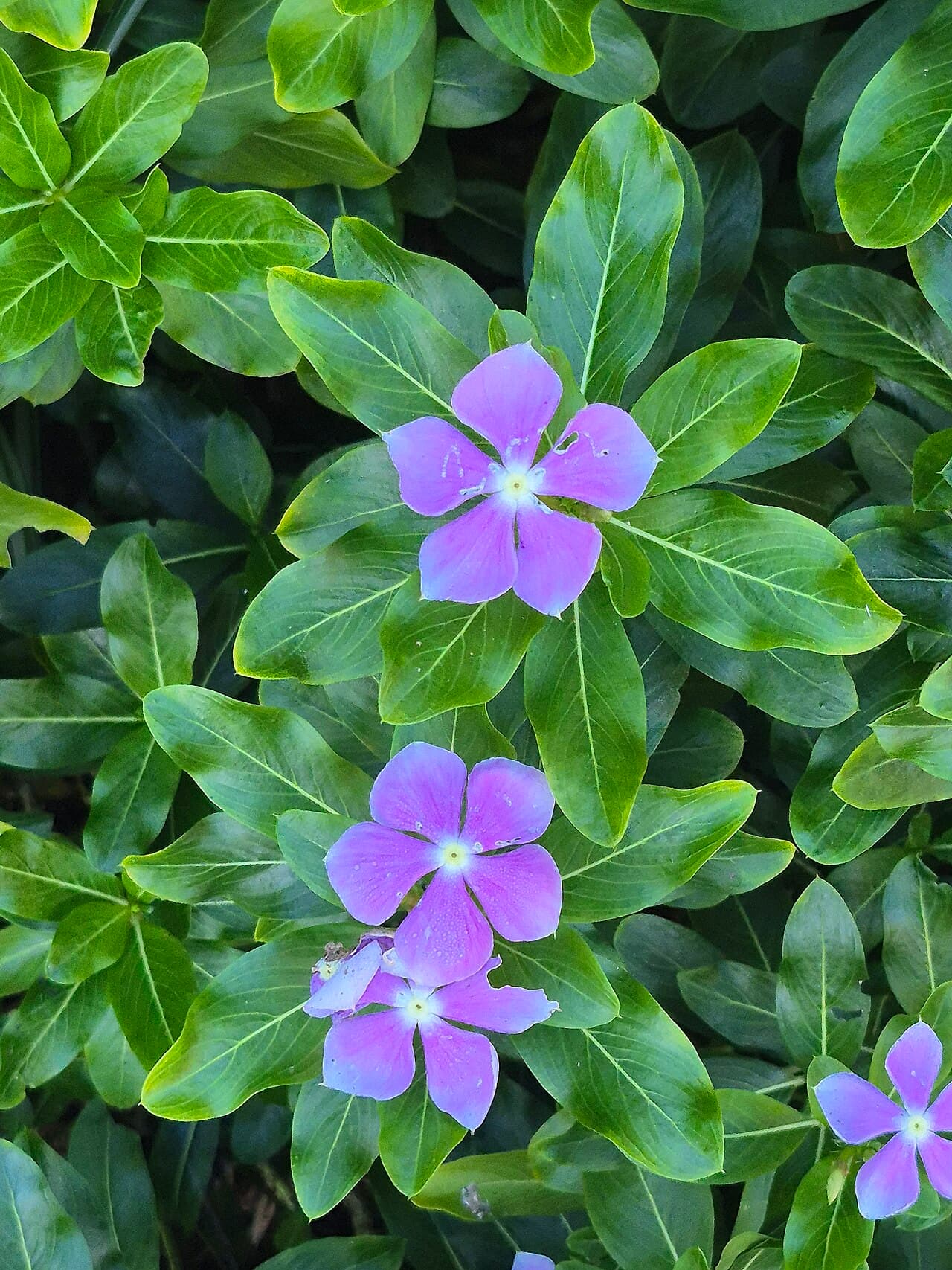 Pink annual vinca flowers with glossy leaves