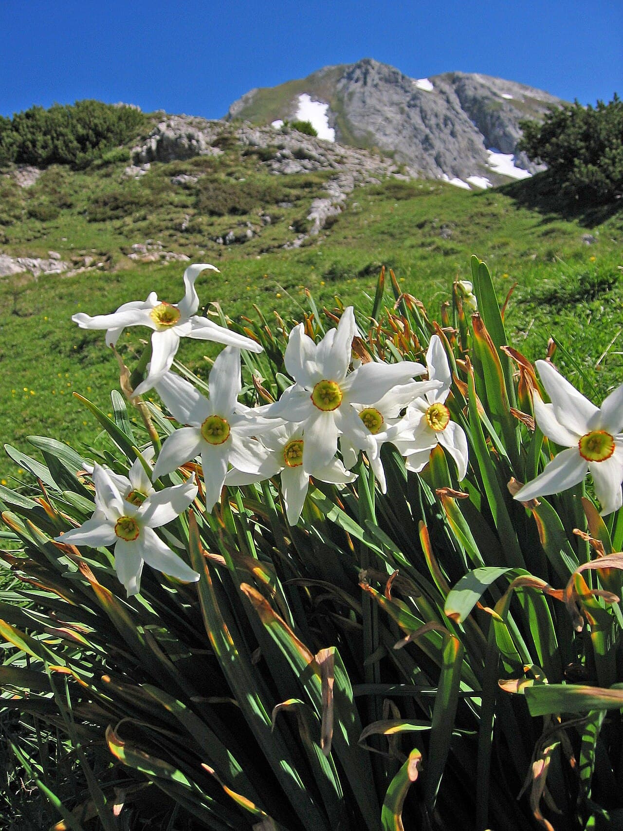 White daffodil flower with a small yellow and red-rimmed cup