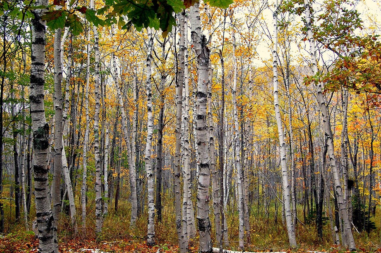 White peeling bark of paper birch