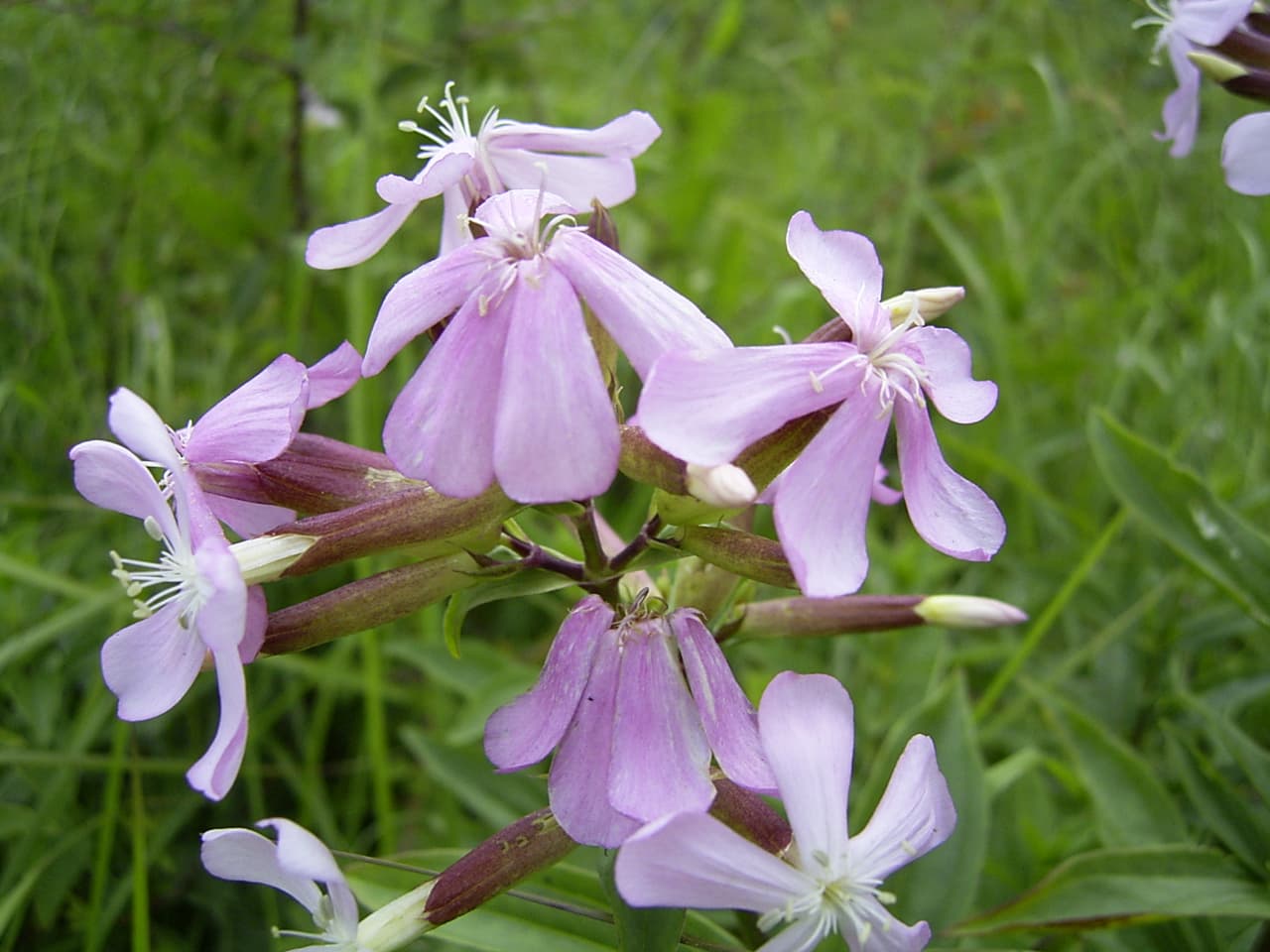Pale pink soapwort flowers