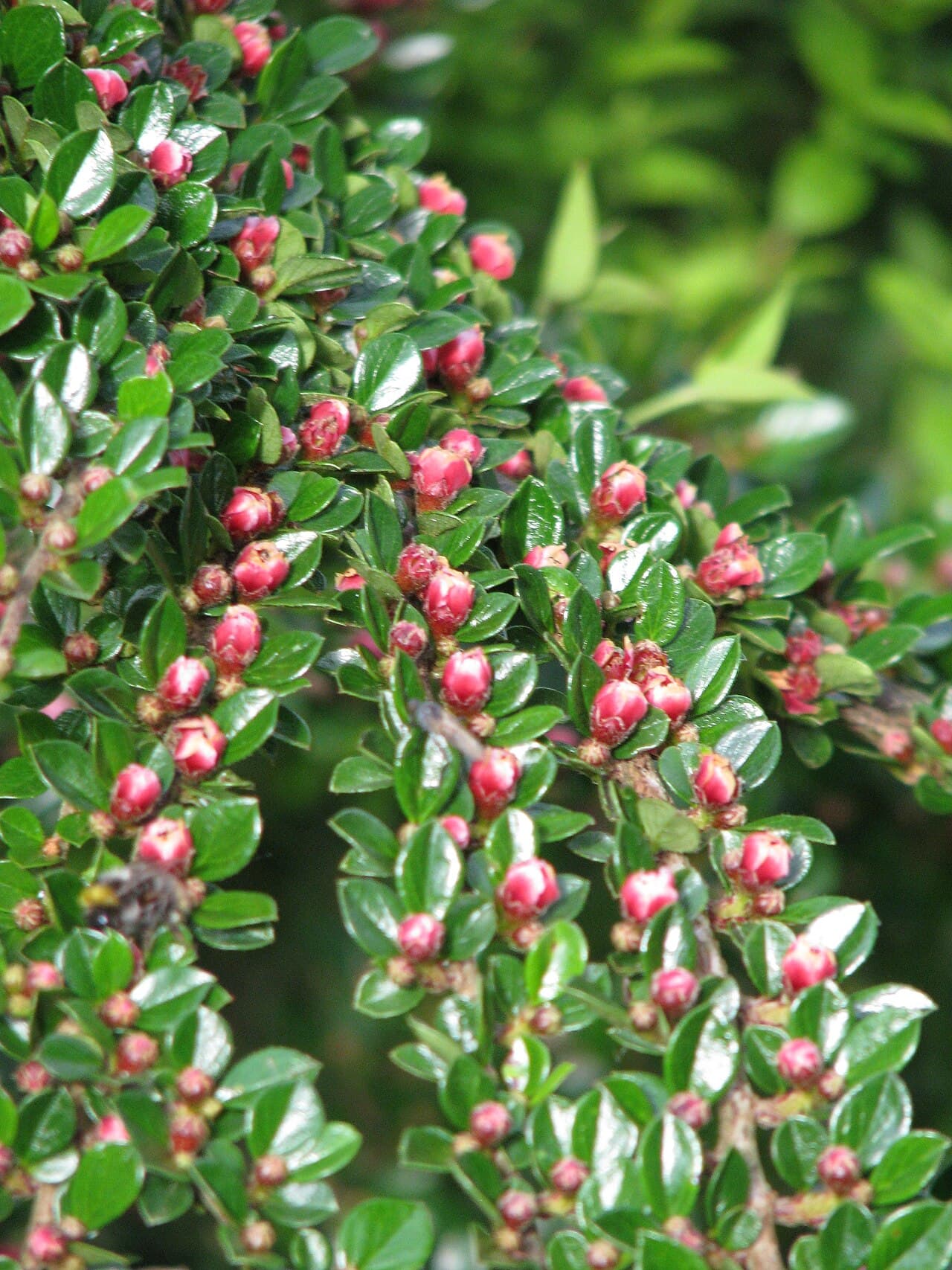 Herringbone branching of rockspray cotoneaster