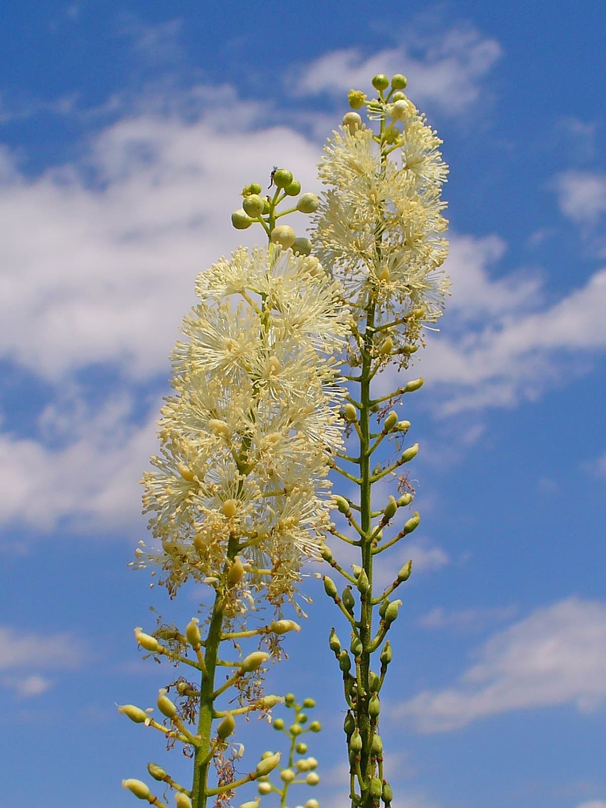 Tall white flower spikes of black cohosh