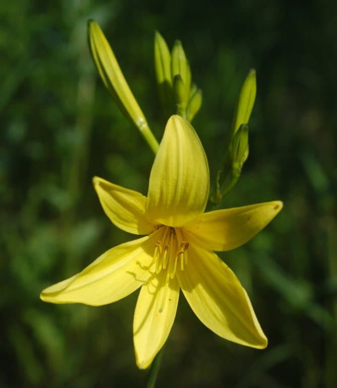 Yellow daylily flowers with strap-shaped leaves