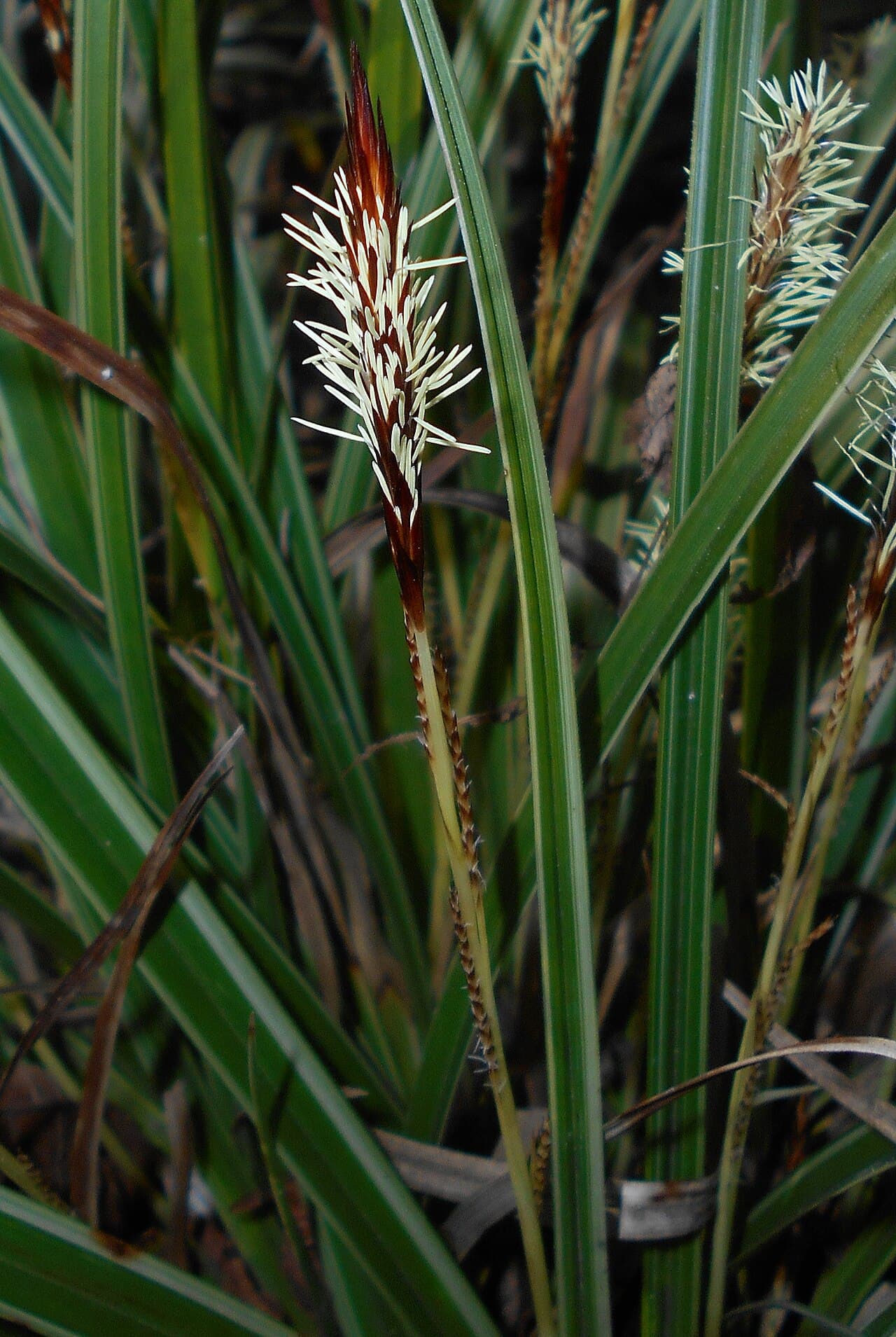 Variegated evergreen sedge clump
