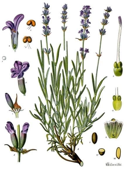 Botanical illustration of English lavender showing purple flower spikes and narrow grey-green leaves