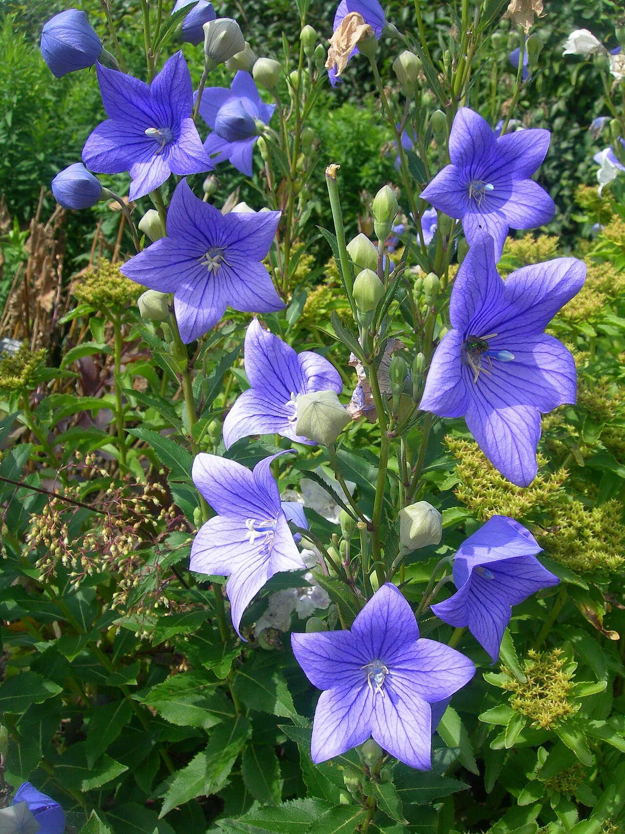 Inflated bud and open blue balloon flower