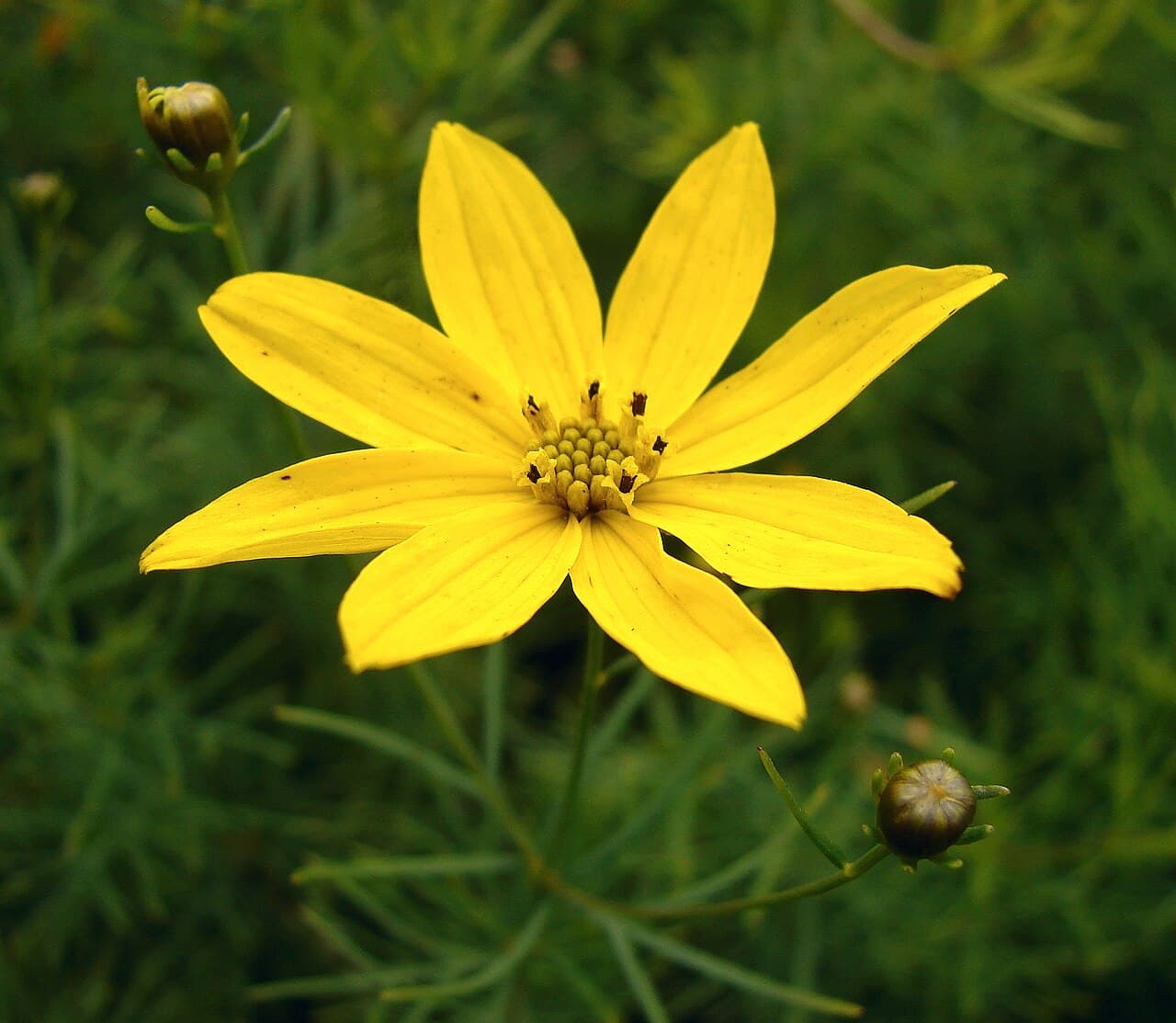 Yellow flowers over fine threadlike foliage