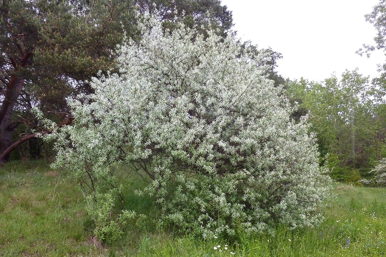 Silver foliage of Russian olive