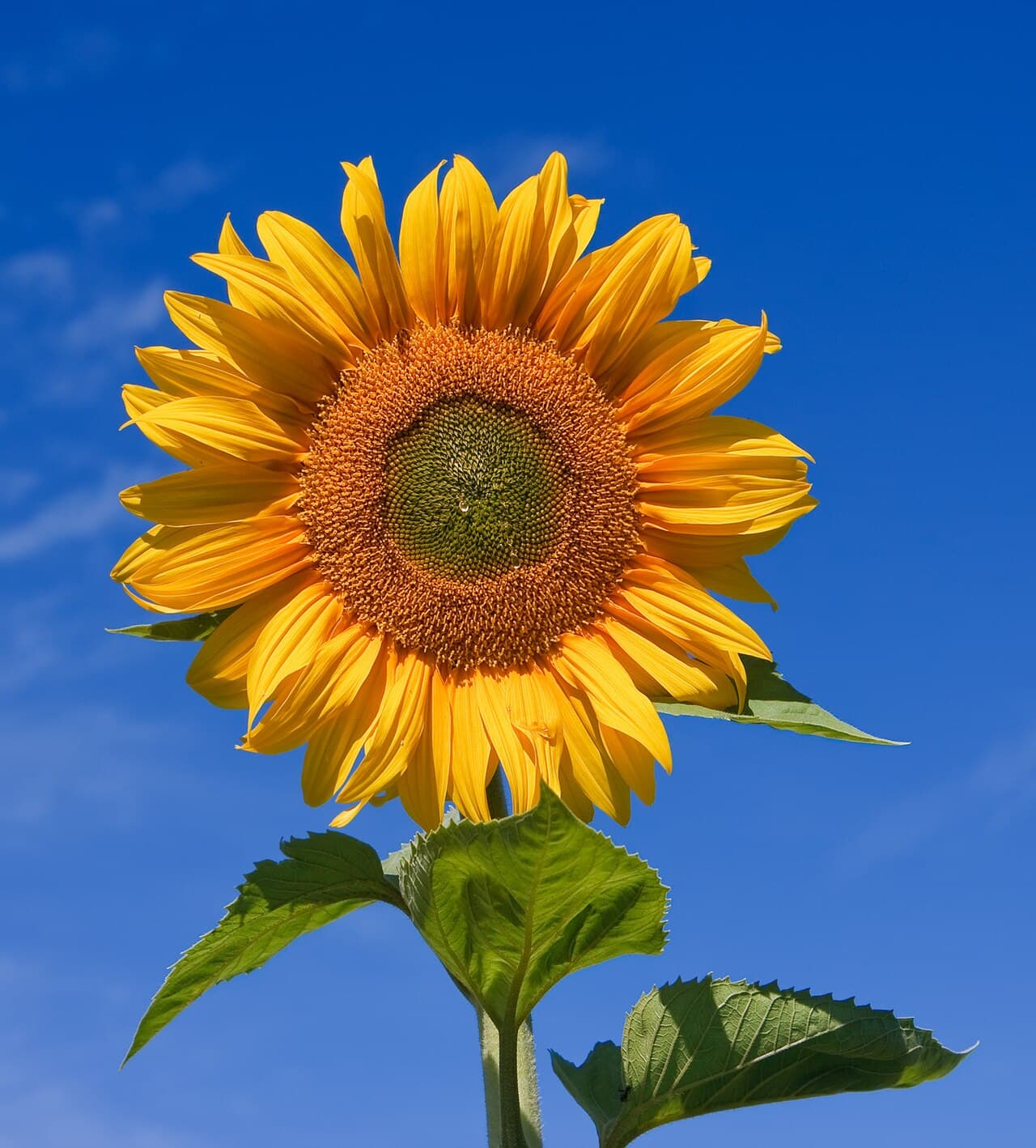 Yellow sunflower against sky
