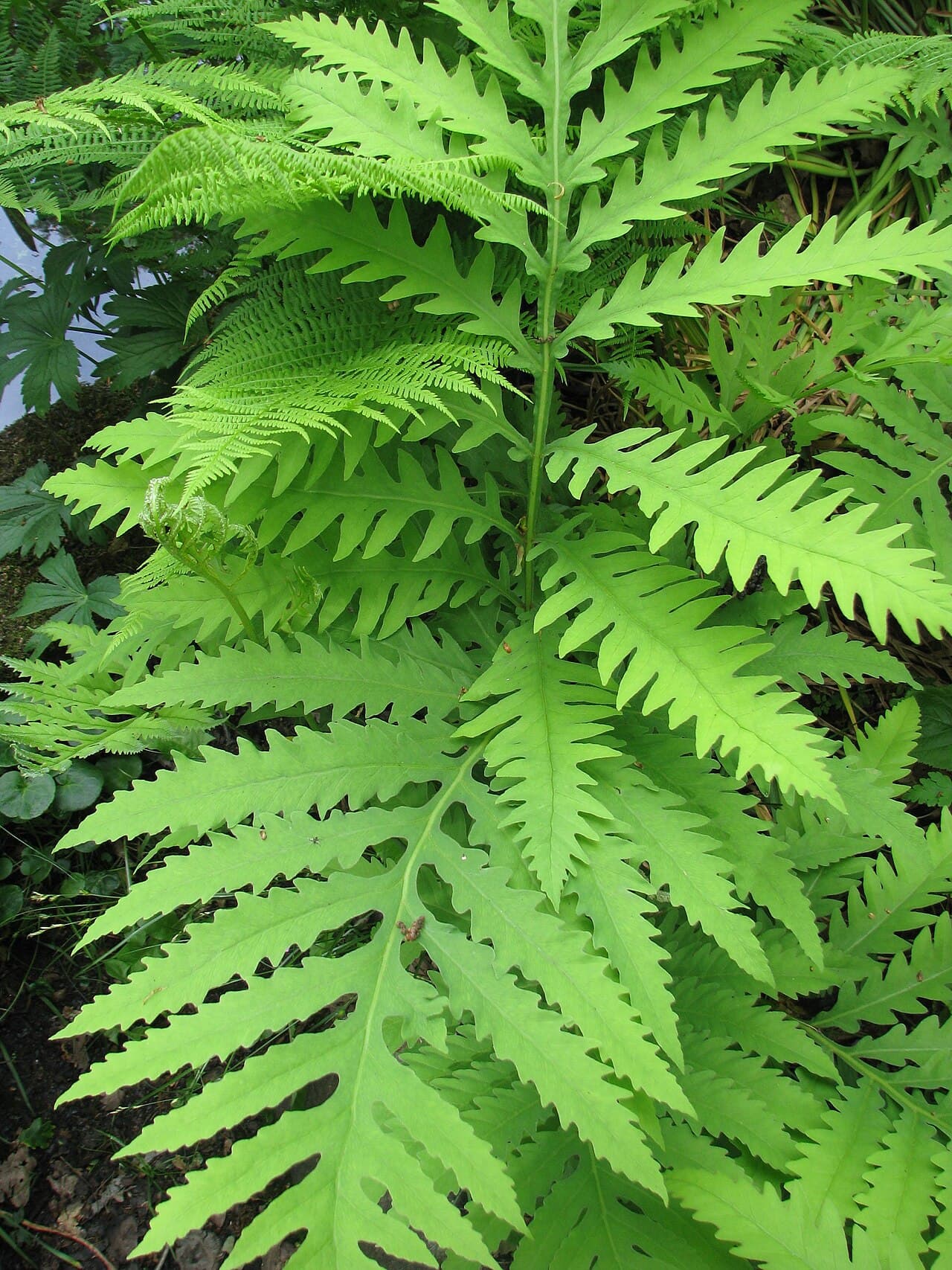 Coarse fronds of sensitive fern