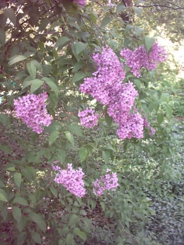 Loose pale lilac flower panicles