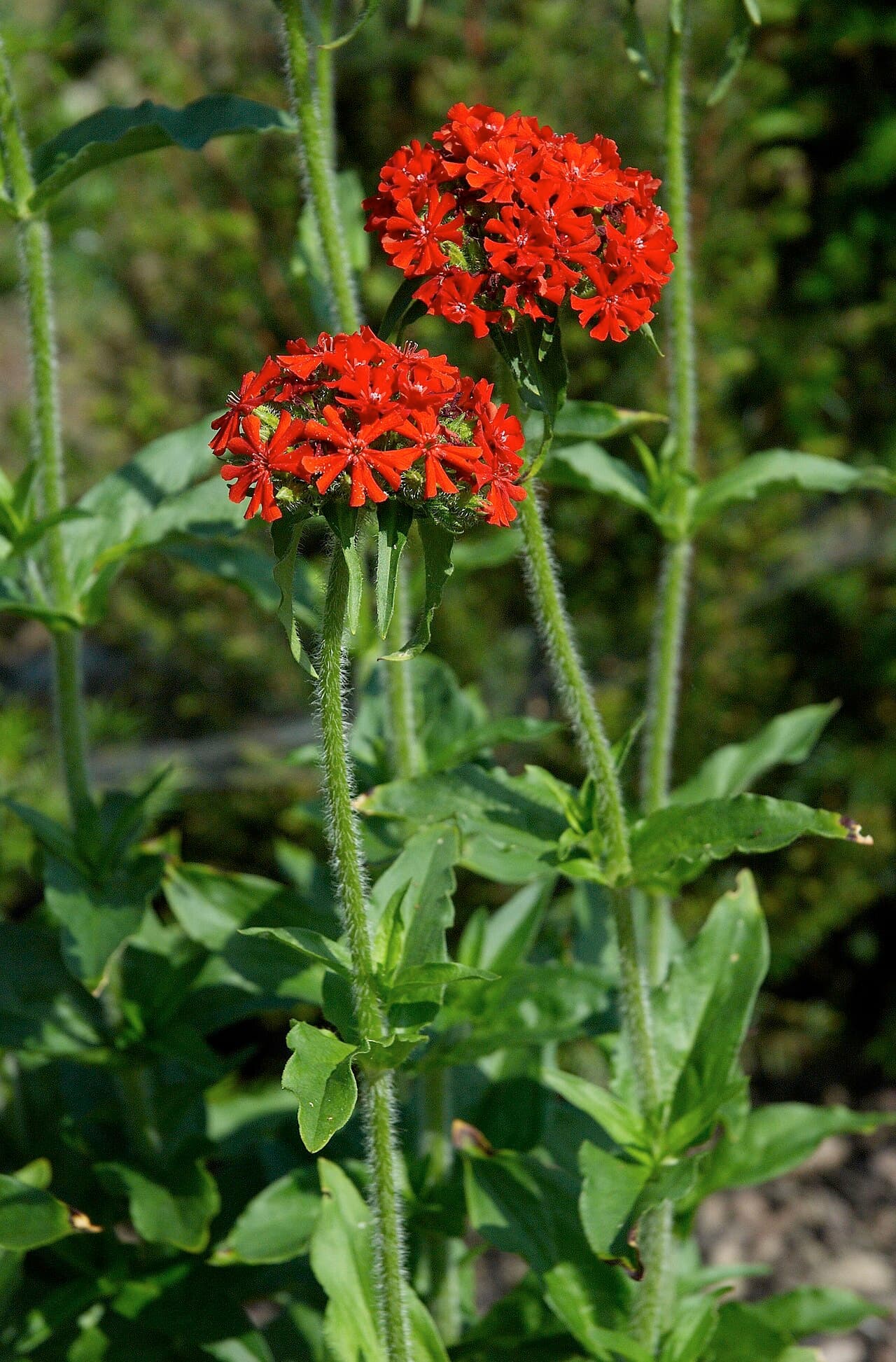 Scarlet cross-shaped flowers of Maltese cross