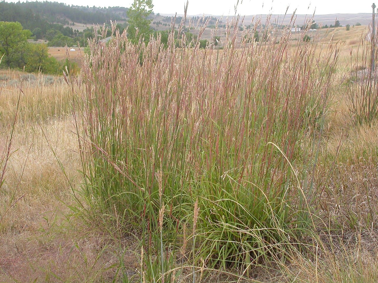 Tall big bluestem prairie grass