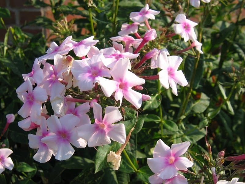 Pink phlox flower head