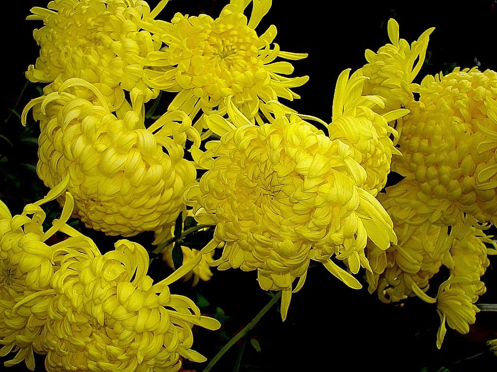Garden chrysanthemum flower in full bloom