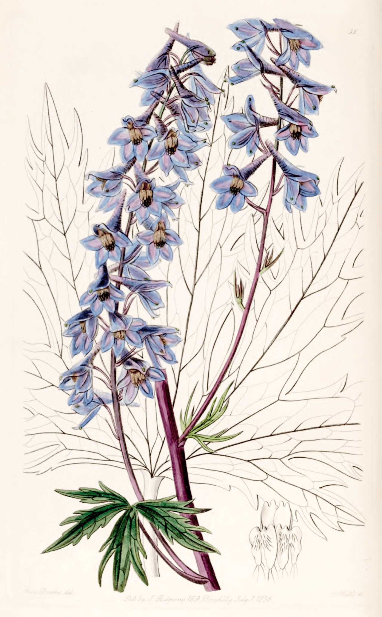 Botanical illustration of delphinium