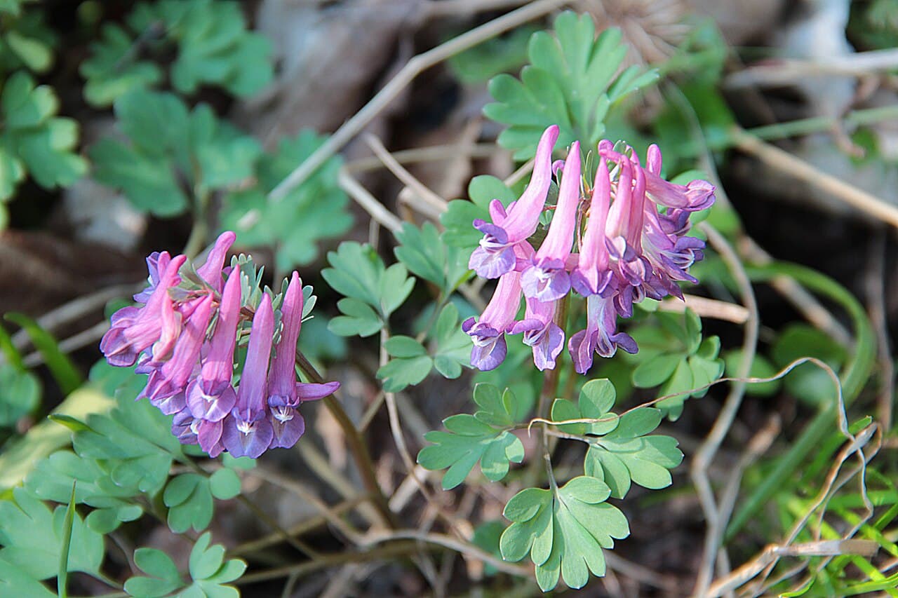 Purple corydalis flowers above ferny foliage
