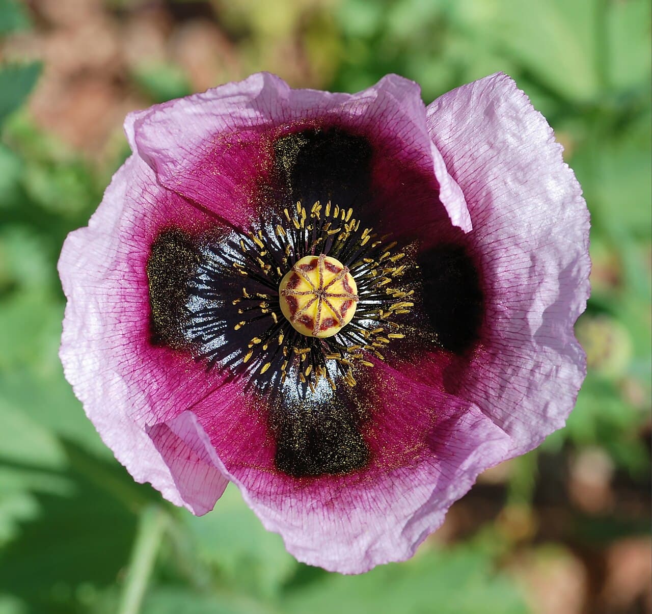 Red poppy flower