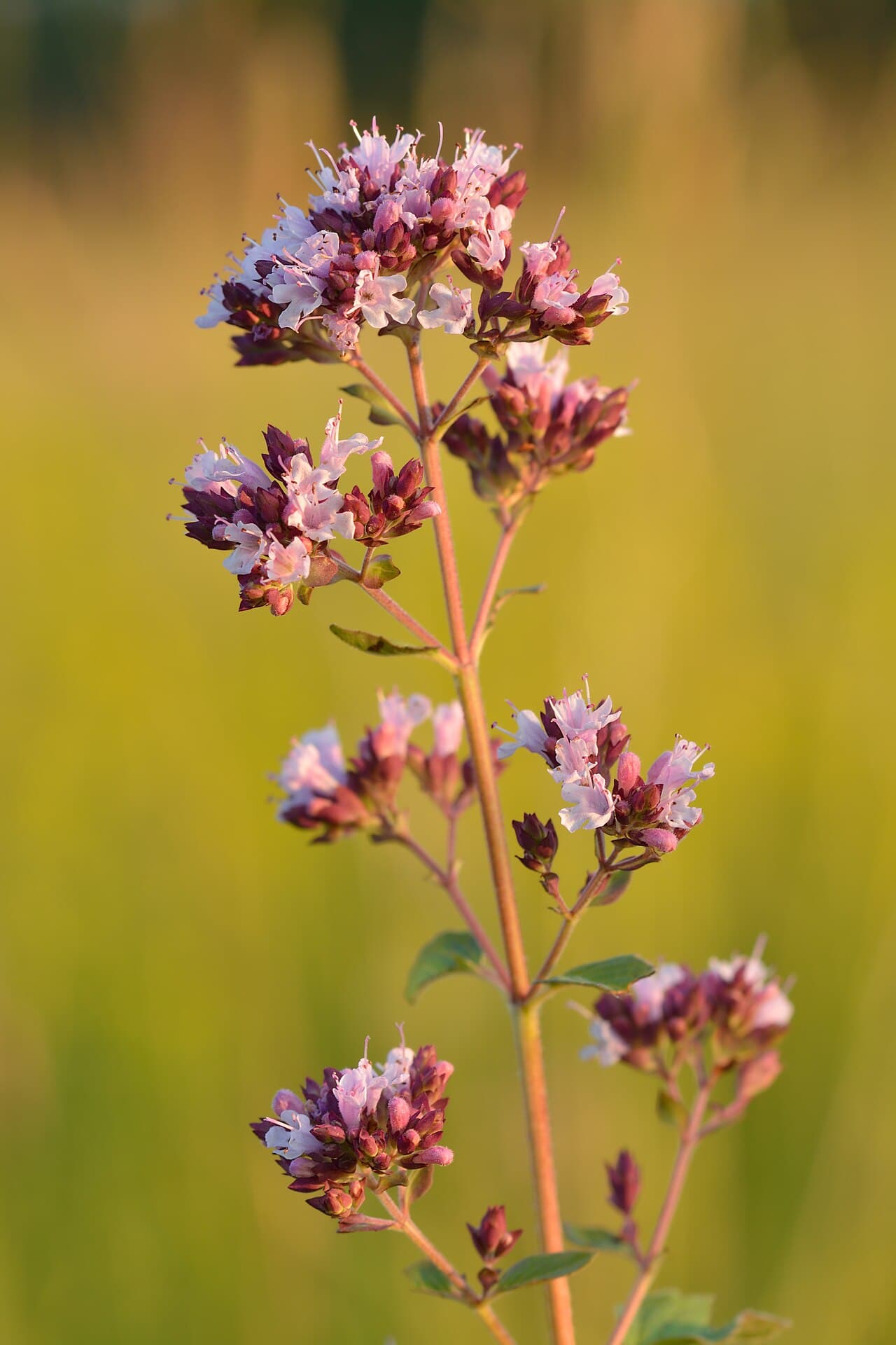 Oregano in flower