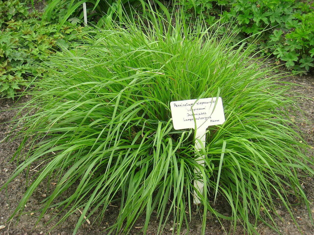 Soft bottlebrush seed heads of fountain grass