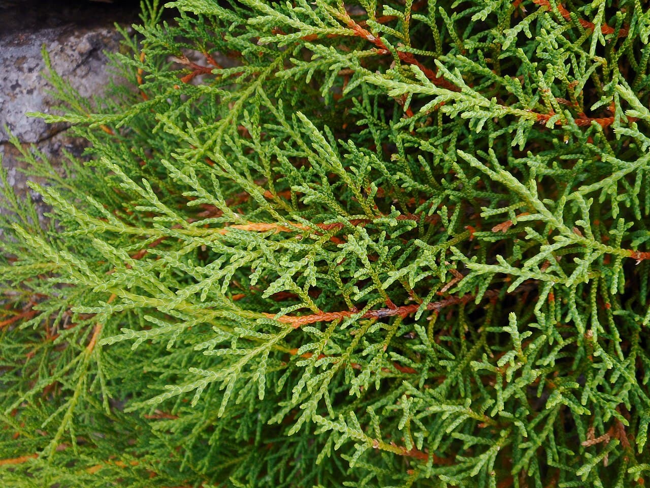 Siberian cypress growing as a low spreading evergreen mat