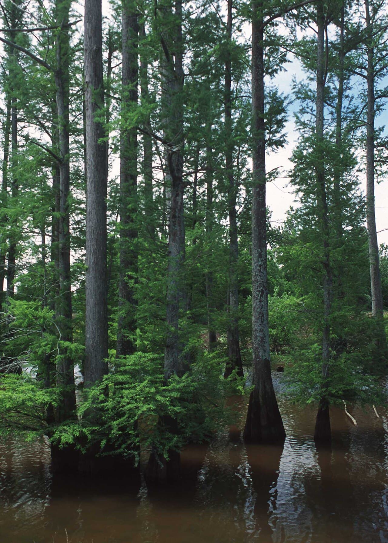 Bald cypress trees standing in water