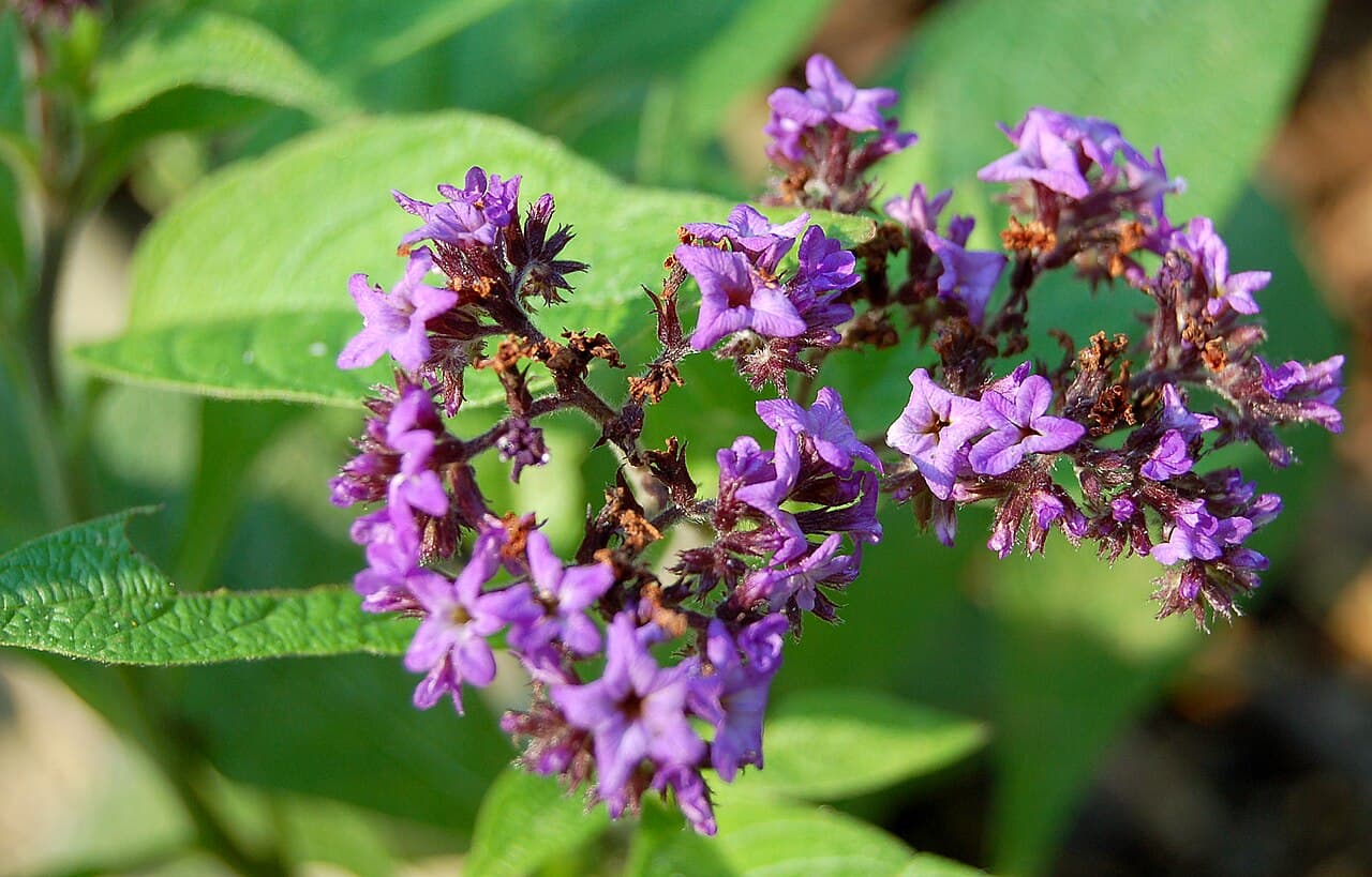 Deep purple heliotrope flower head