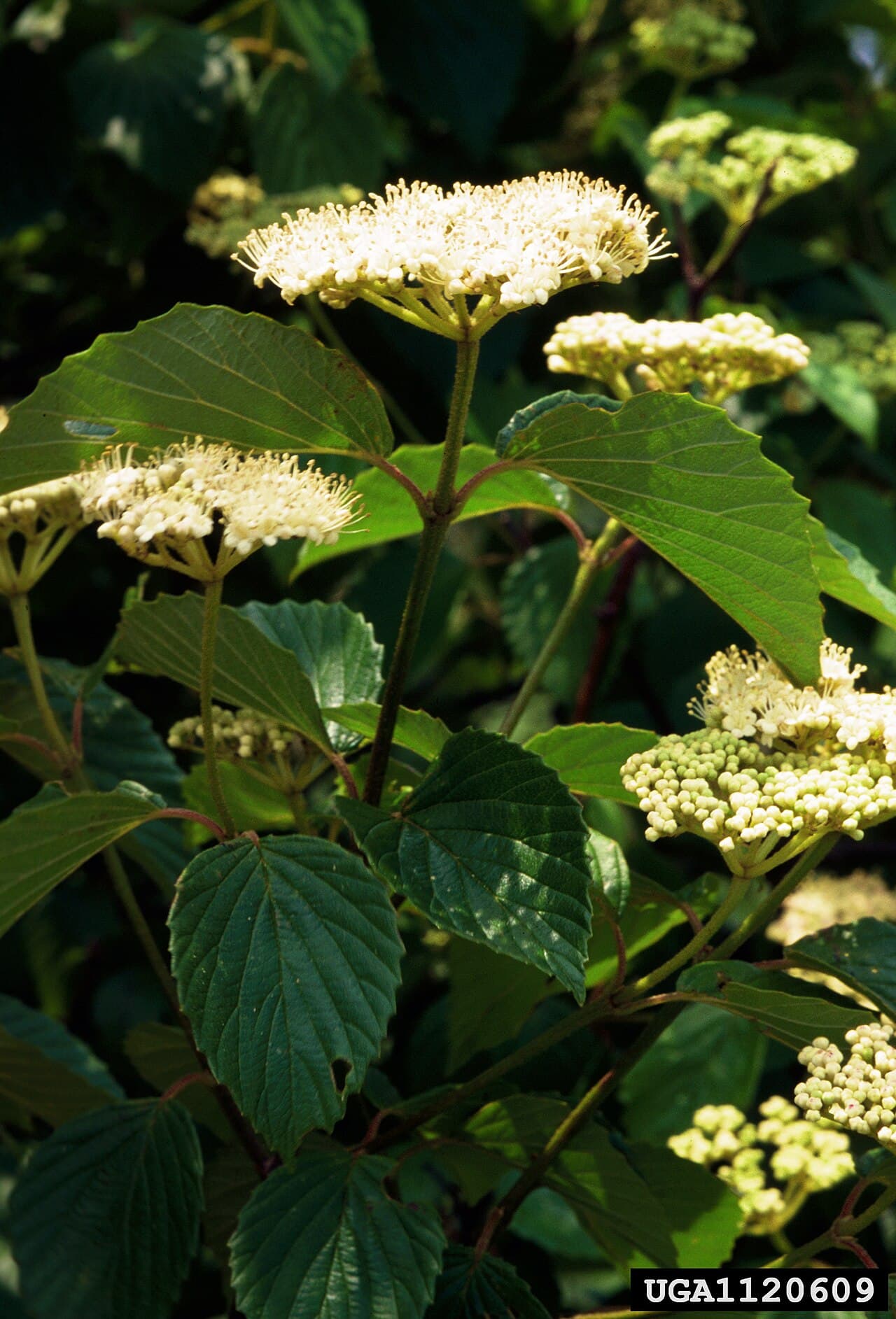 White flat flower clusters of arrowwood viburnum