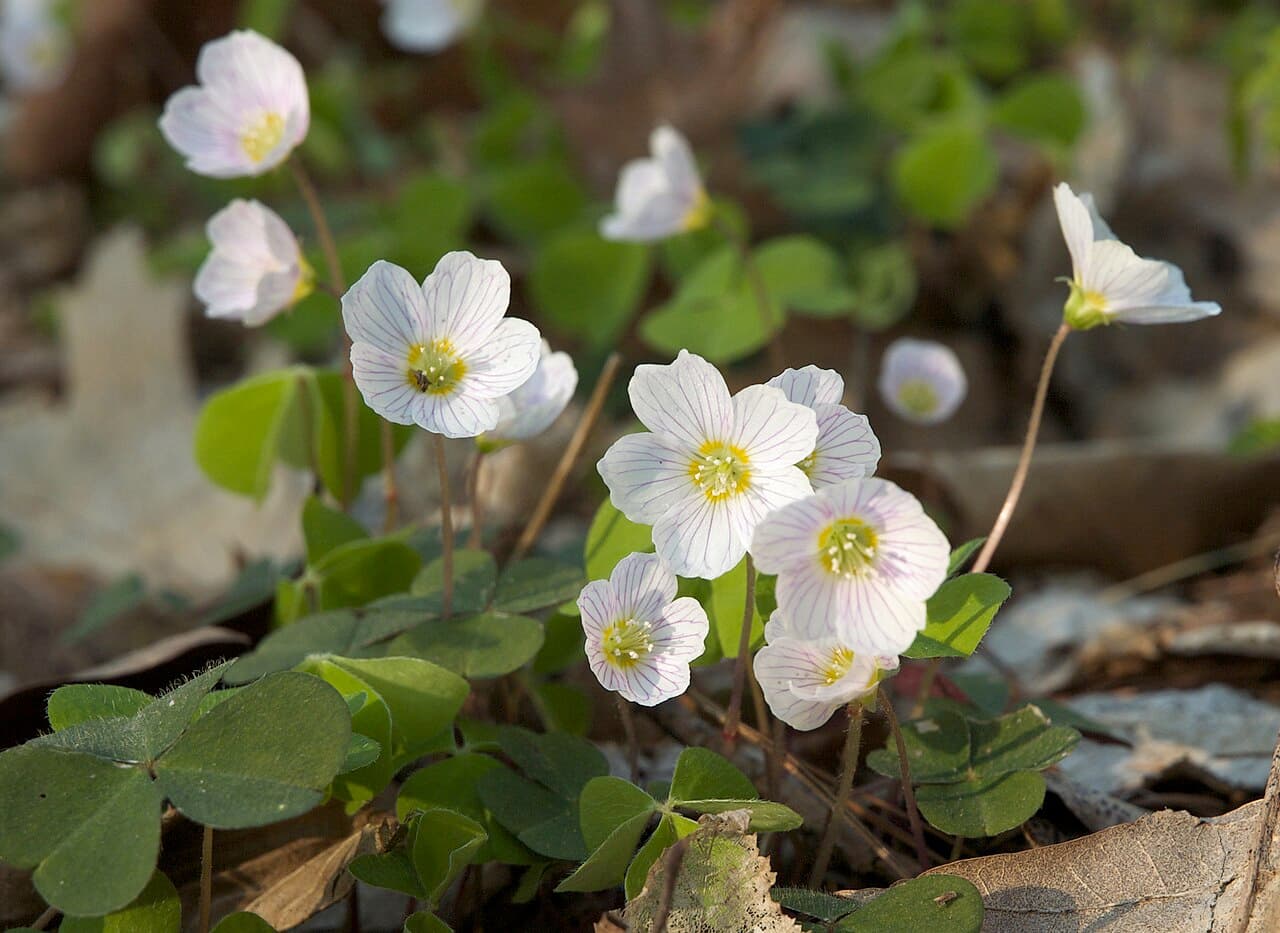 Clover-like leaves and white wood sorrel flower