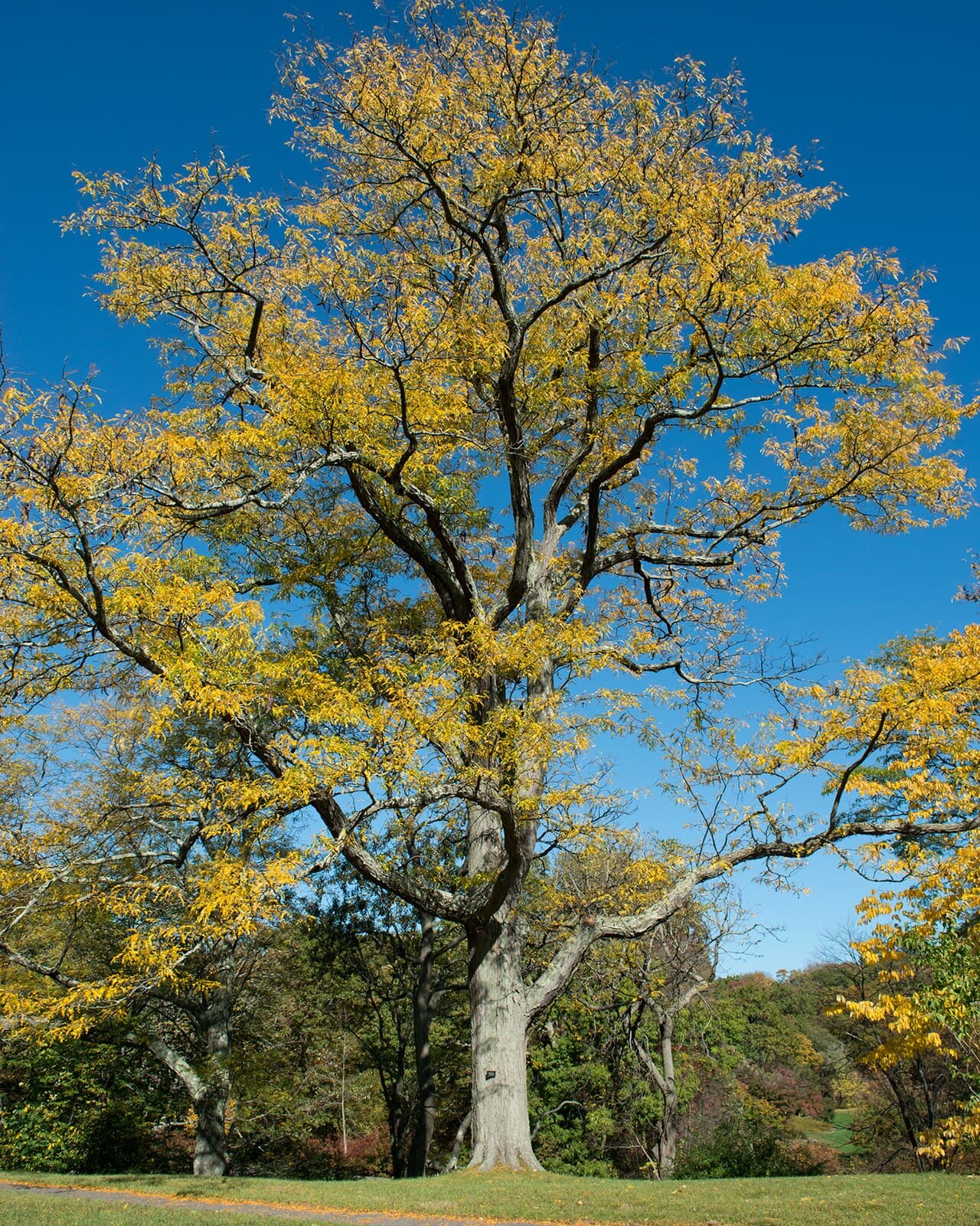 Fine compound foliage of honey locust