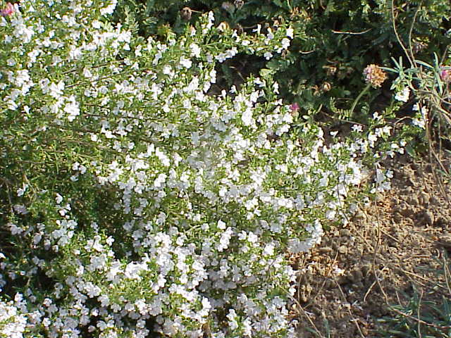Small leaves and white flowers of winter savory