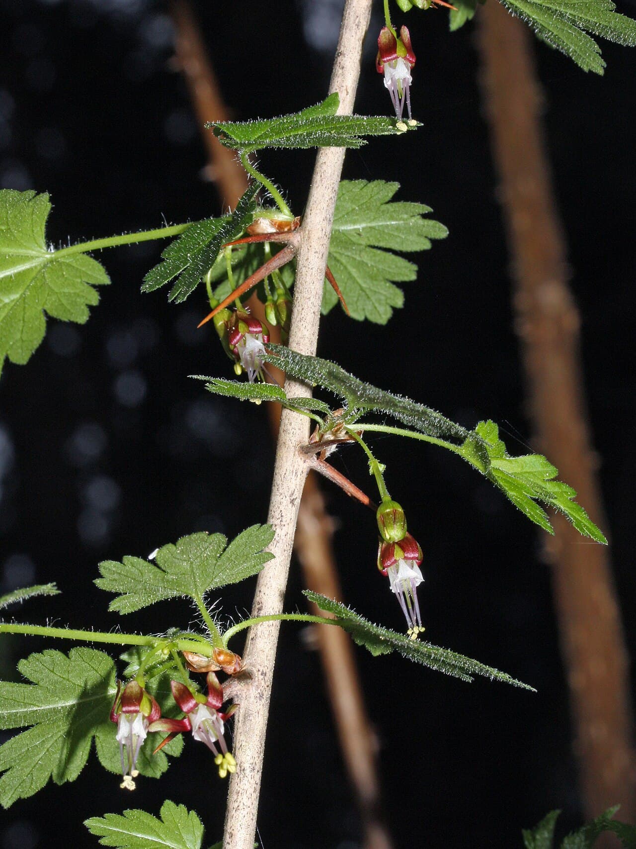 Currant flowers and foliage