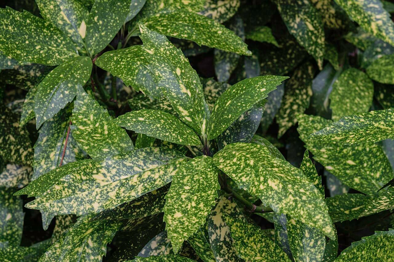Yellow-speckled evergreen aucuba leaves