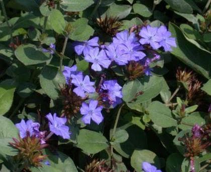 Gentian blue plumbago flowers with red autumn foliage