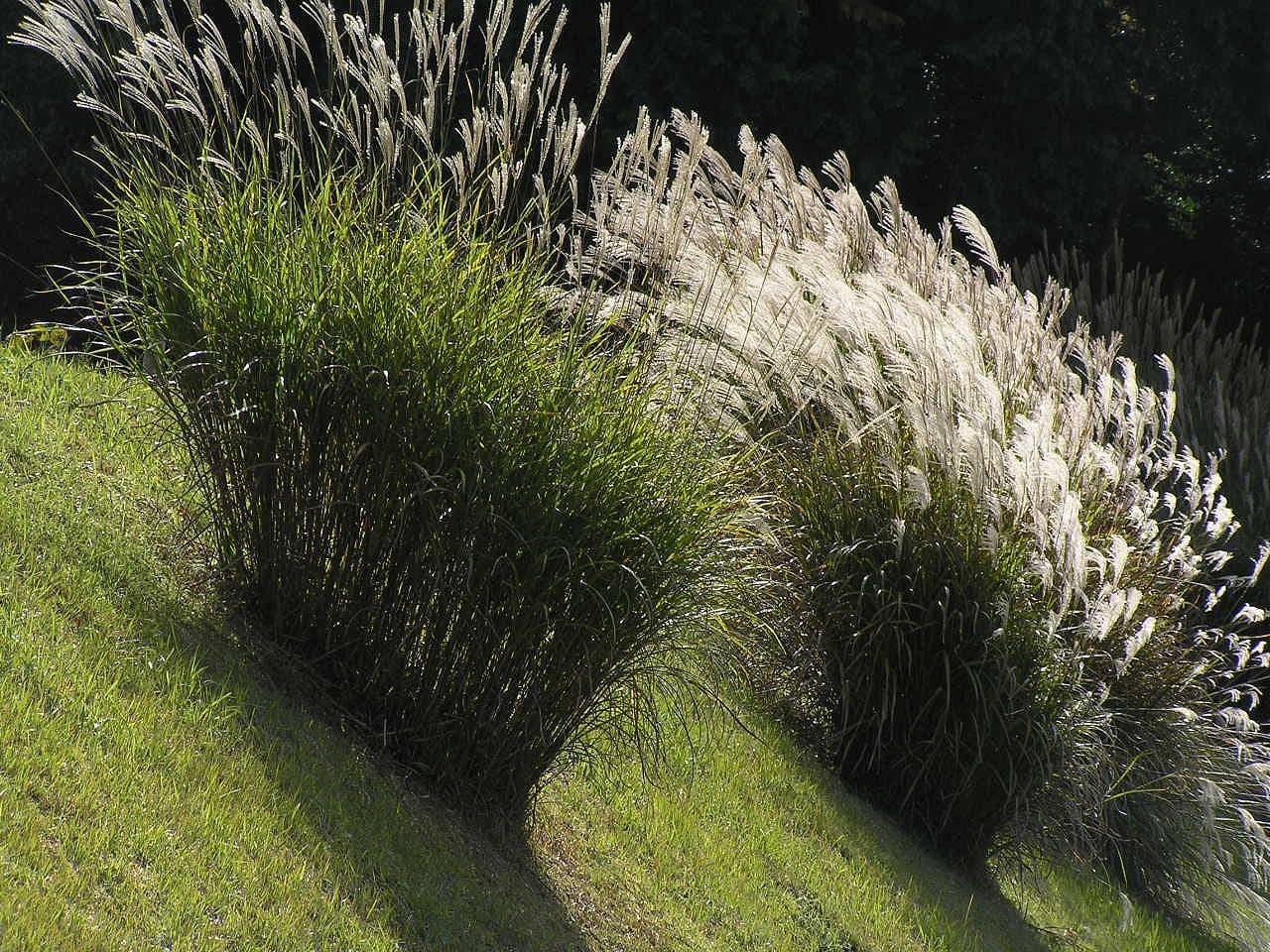 Silver plumes of Miscanthus sinensis