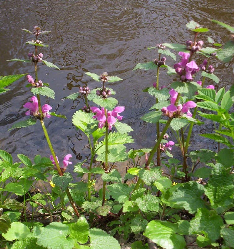 Silver-marked leaves of spotted deadnettle
