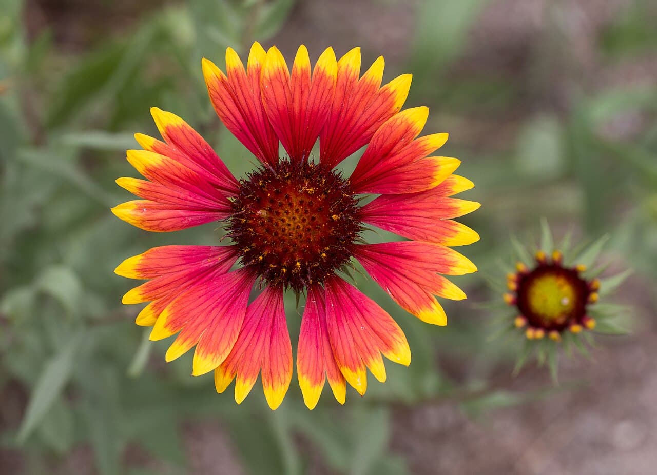 Red and yellow banded blanket flower