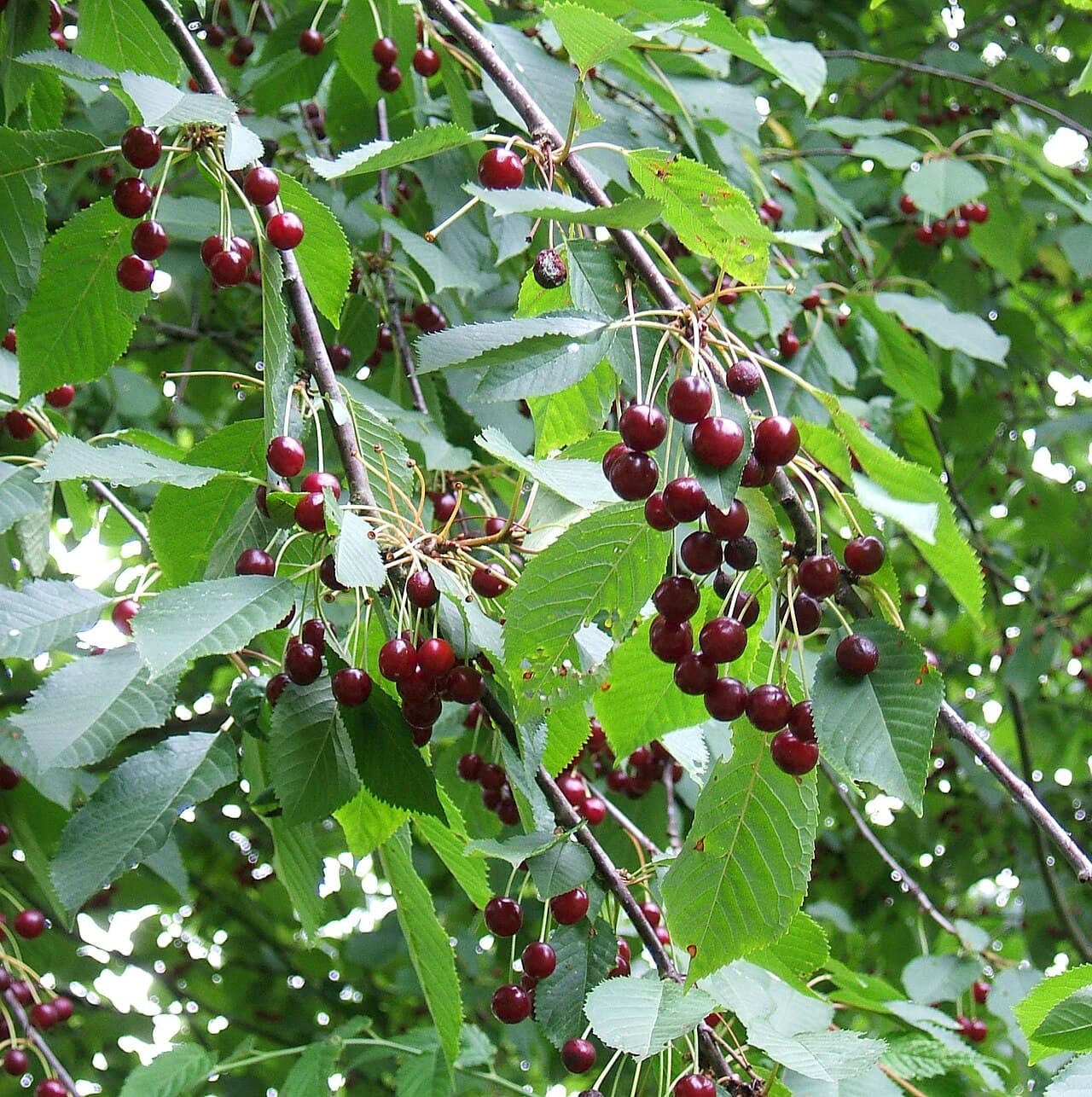 Ripe sweet cherries