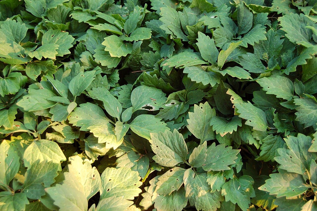 Allegheny spurge with mottled semi-evergreen leaves