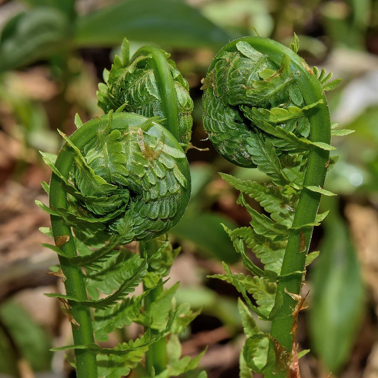 Emerging fiddleheads of ostrich fern