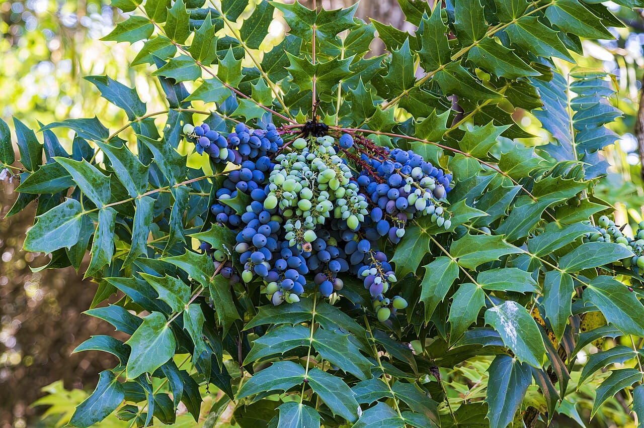 Blue berries and spiny leaves of leatherleaf mahonia