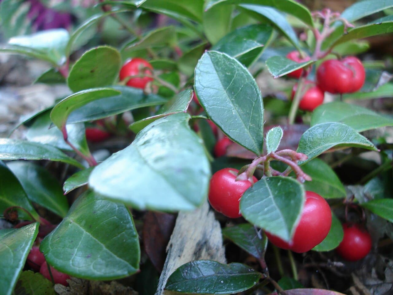 Glossy leaves and red berries of wintergreen